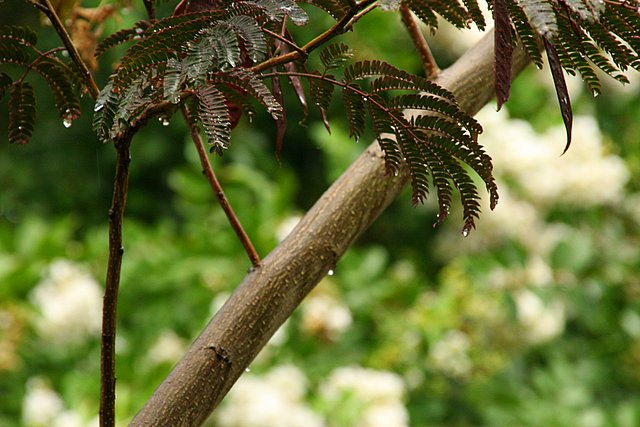 Delicate Leaves