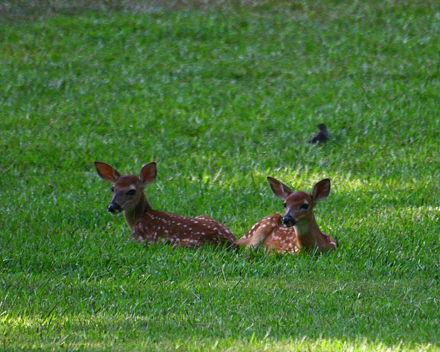2 does and a bird