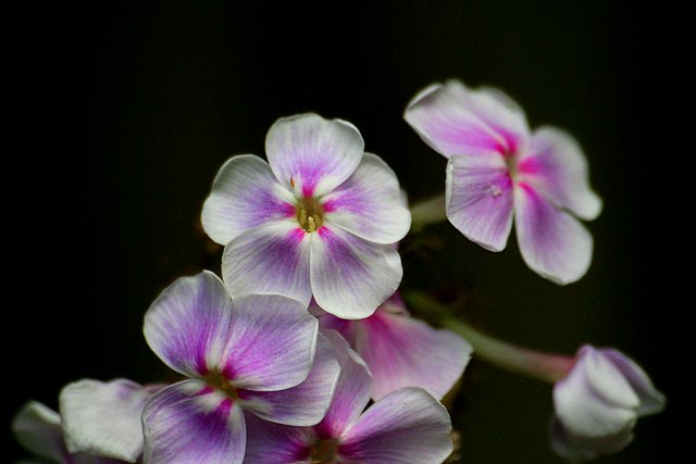 Purple on white
