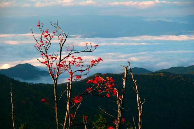Clingmans dome morning