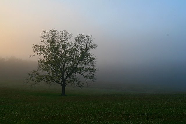Cades Cove Tree in Fog