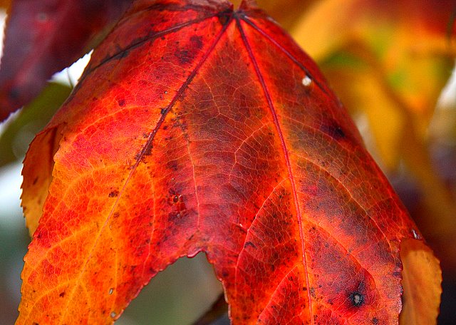 Leaf Texture