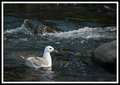 Bird on a river