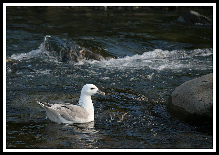 Bird on a river