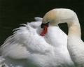 Swan