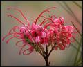 Grevillia