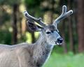 Mule Deer2