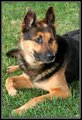 K9
