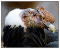 Andean Condor