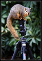 Got nuts?