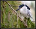 Heron1