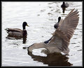Heron3