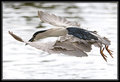 Heron2