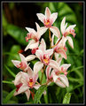 Orchids