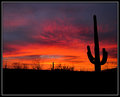 Saguaro Sunset