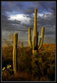 Saguaro