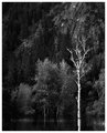 Bare-Tree-bw.jpg
