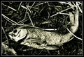 Fishkill