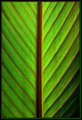 Photosynthesis Revisited