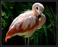Flamingo2
