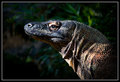 Komodo