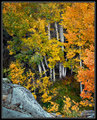 Apens in Fall