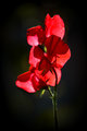 Red Sweet Pea