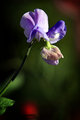 Purple Sweet Pea