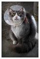 Cat-astrophic