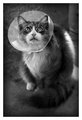 Cat_bw.jpg