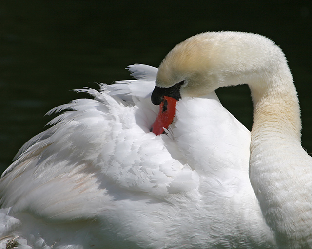 Swan