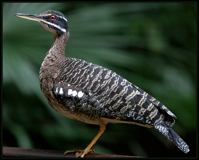 Sun Bittern