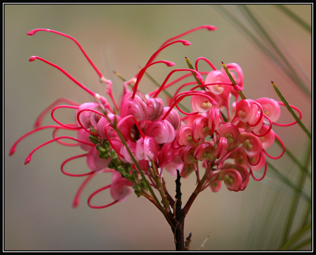 Grevillia
