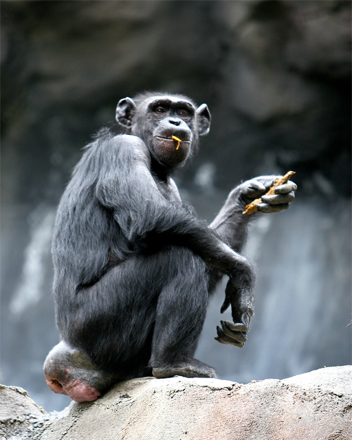 chimp-poop2.jpg