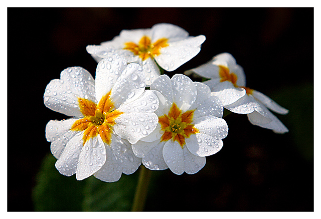 flower.jpg
