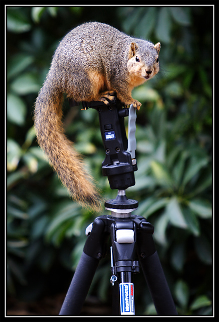 Got nuts?