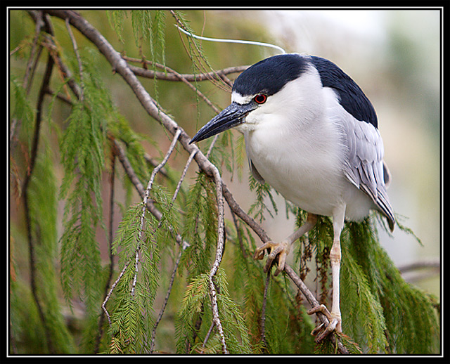 Heron1