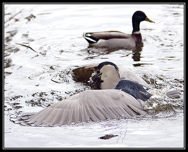 Heron4
