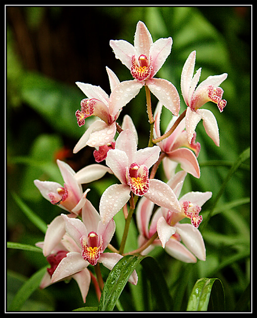 Orchids