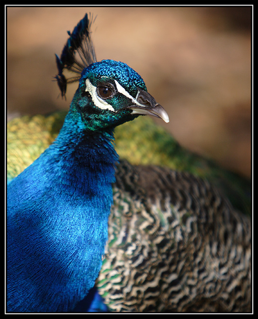Peacock