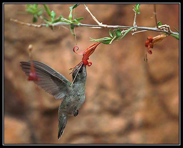 Hummingbird