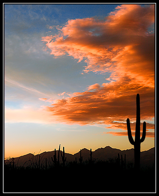 Saguaro at Sunset