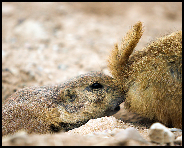 Prairie Dog Sniff