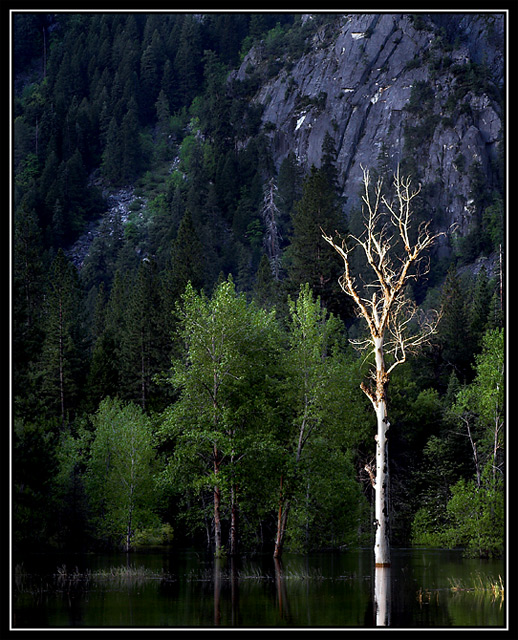 Bare-Tree.jpg