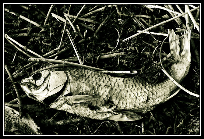Fishkill