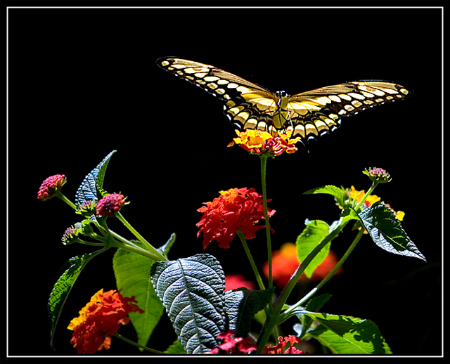 Yellow Swallowtail2