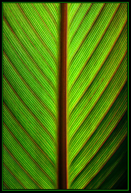 Photosynthesis Revisited
