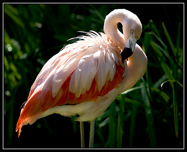 Flamingo2