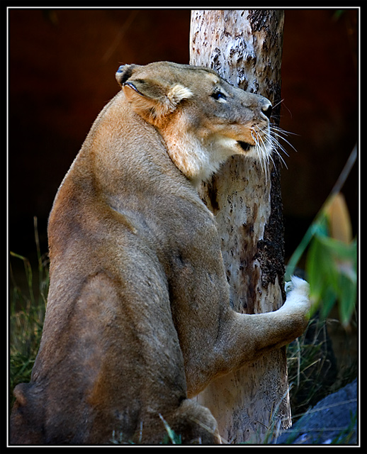 Hug a Tree