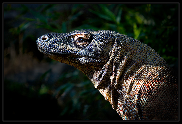 Komodo